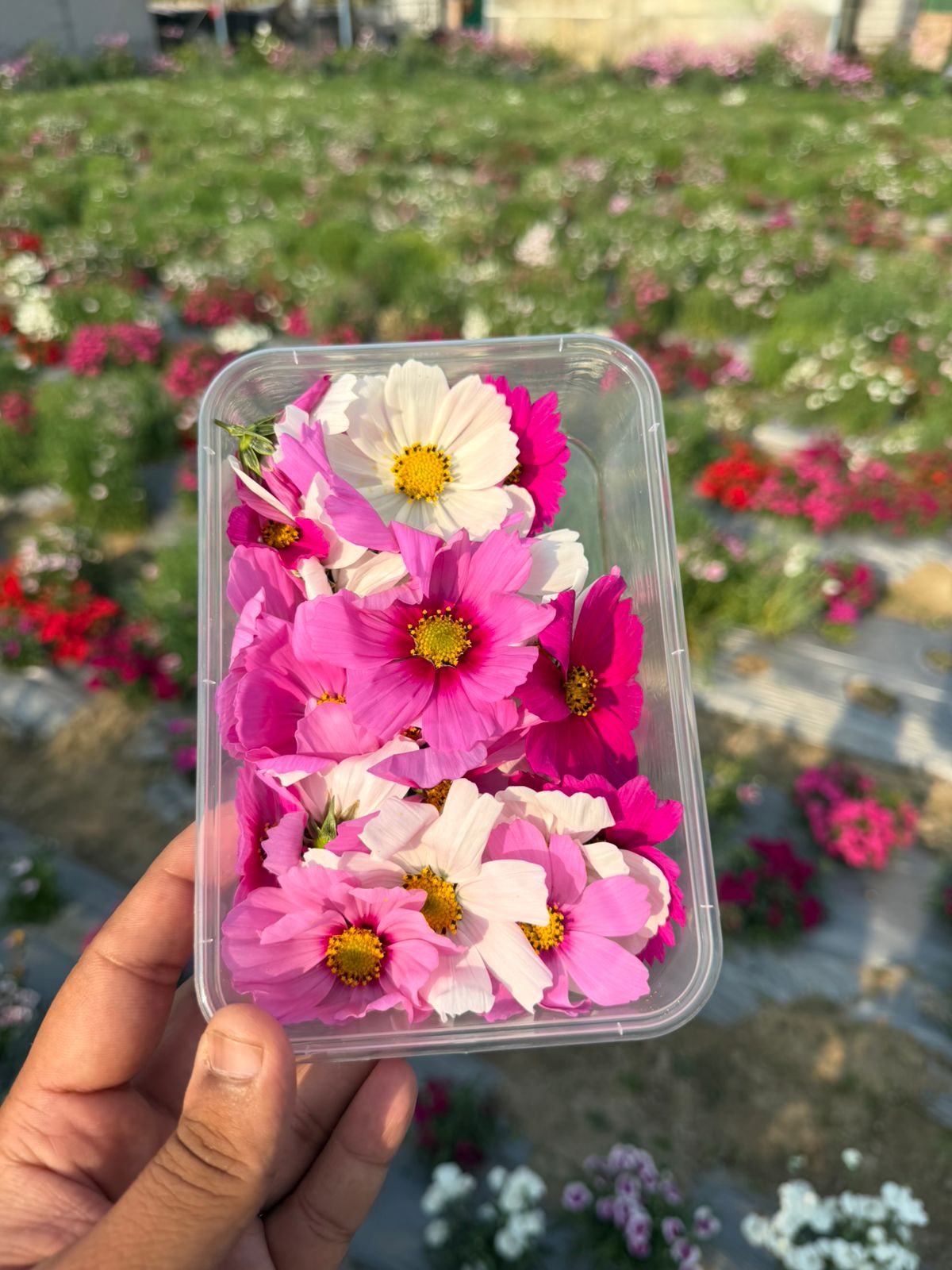 Fresh Mixed Organic Edible Cosmos Flowers - Vibrant Pink & White- Natural Cake & Drink Garnish (Mixed Colors)- Edible Flowers - Box