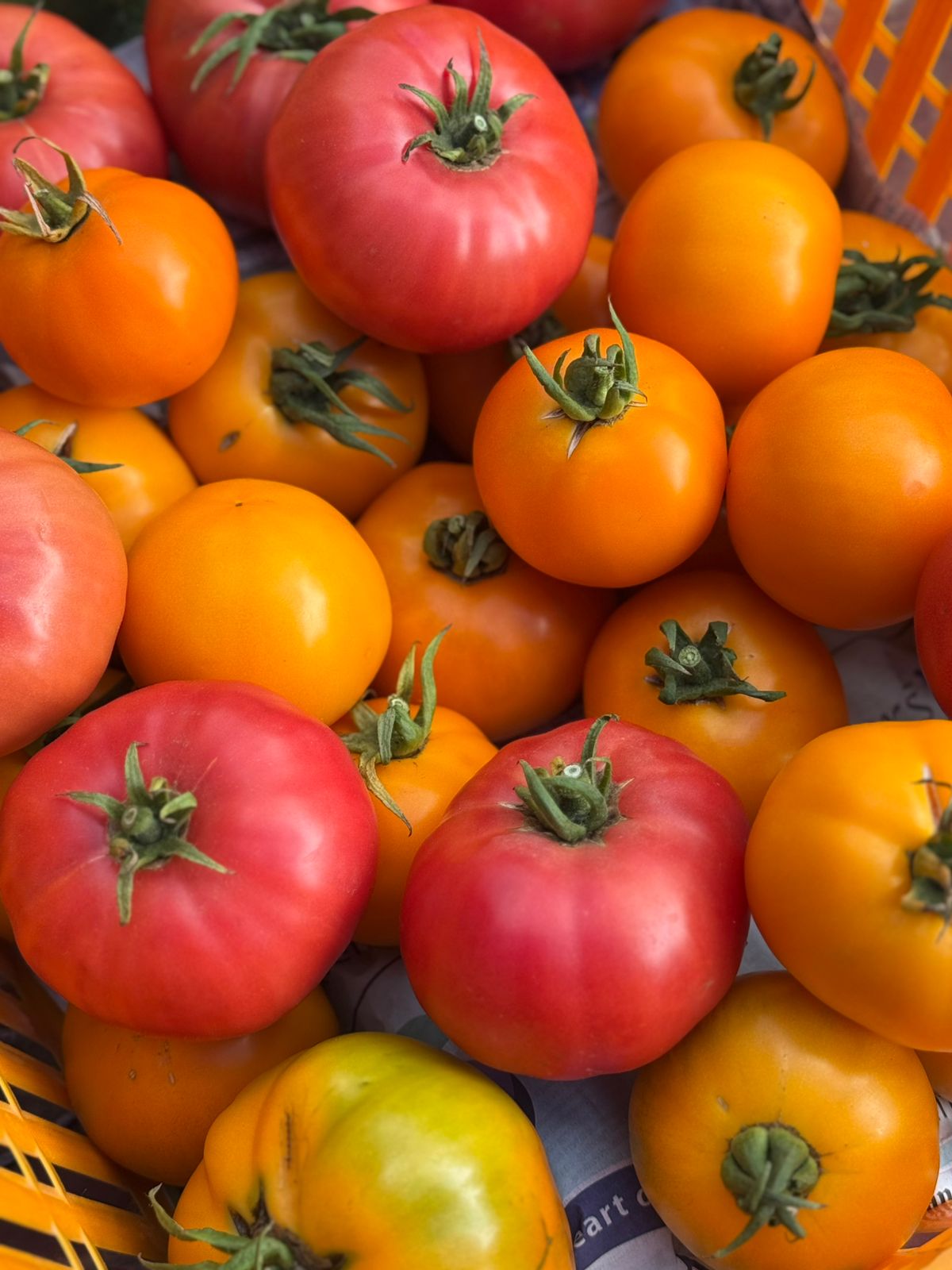 Heirloom Tomatoes - Organically Grown - Nature&