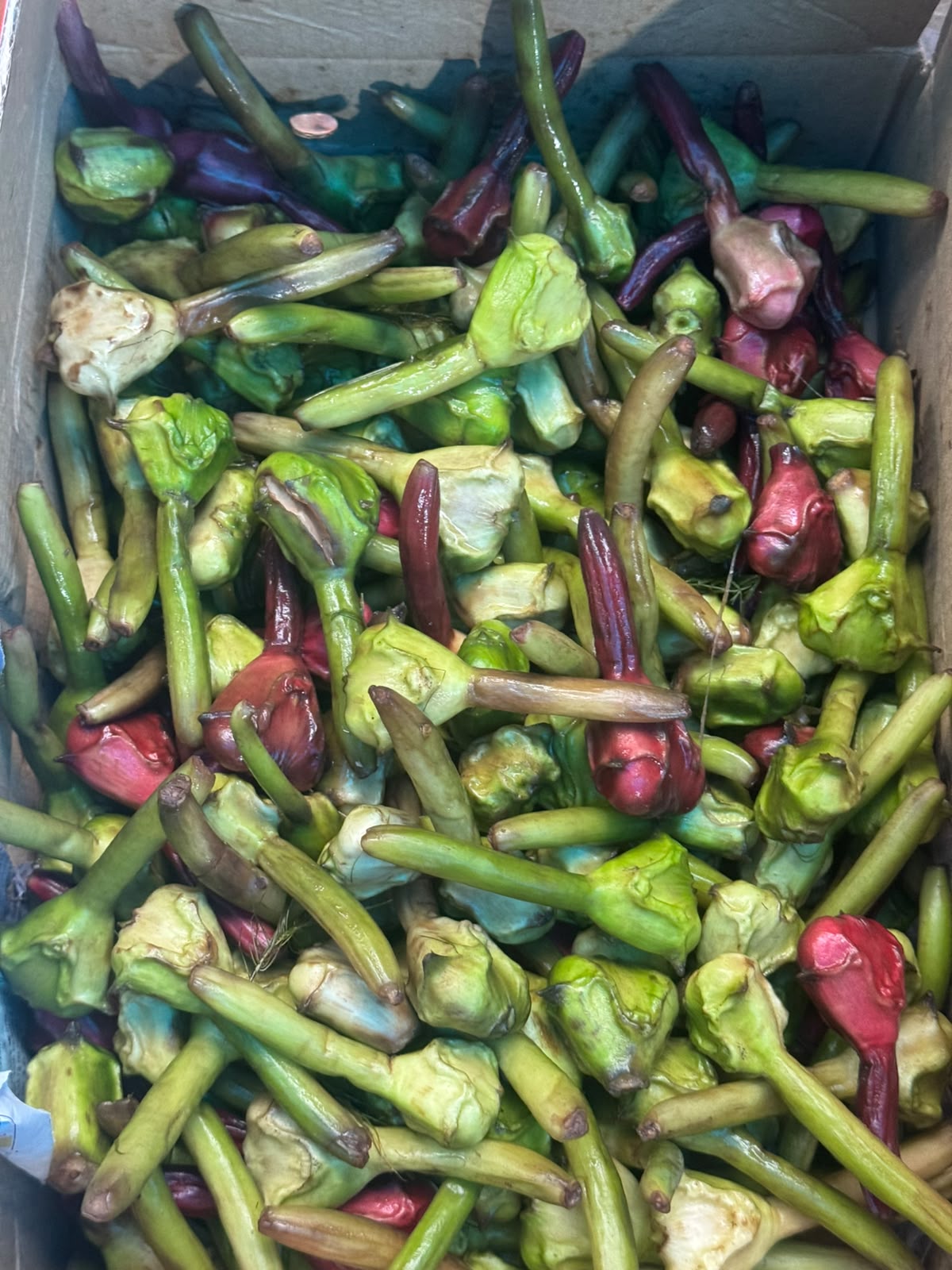 Fresh Singada (Water Chestnut, Paniphal)-Bulandshahr, Uttar Pradesh - Naturally Grown -1000gm