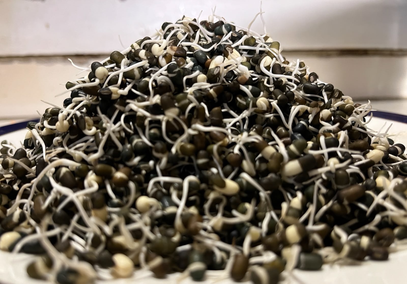 Sprouts | Urad Lentil Sprouts - Whole Black Gram Sprouts- Organically Grown & Nutrient Dense- 150gm