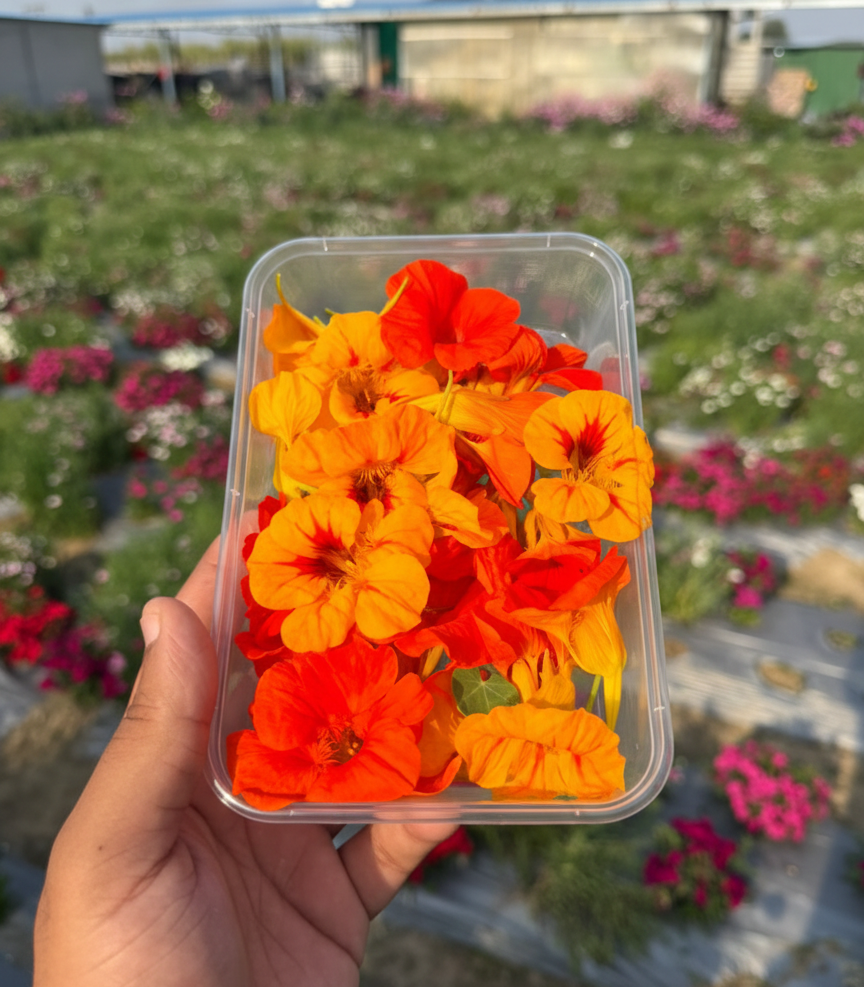 Fresh Edible Nasturtium Flowers (Orange & Yellow) - Gourmet Garnishes for Salads & Cakes - Tropaeolum majus - Edible Flowers - Box