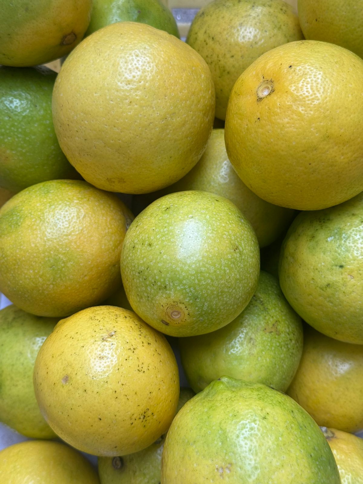 Lemon | Meyer Lemons (Idukki, Kerala) – Organically Grown