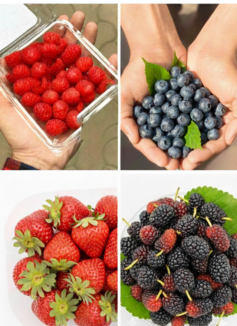 Berry Combo – Fresh & Locally Grown – Raspberry, Blueberry, Mulberry & Strawberry – 1Box Each