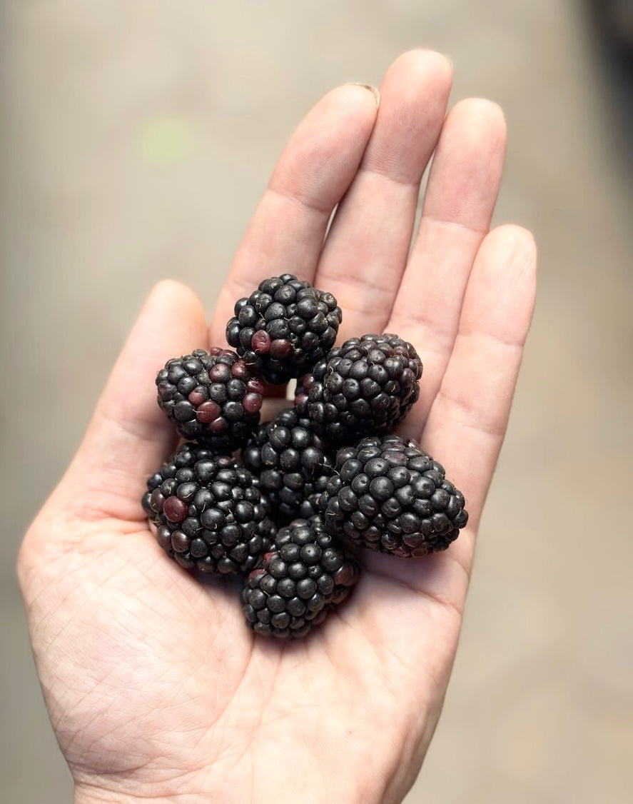Blackberries - Himachal Pradesh - Naturally Grown - 125gm