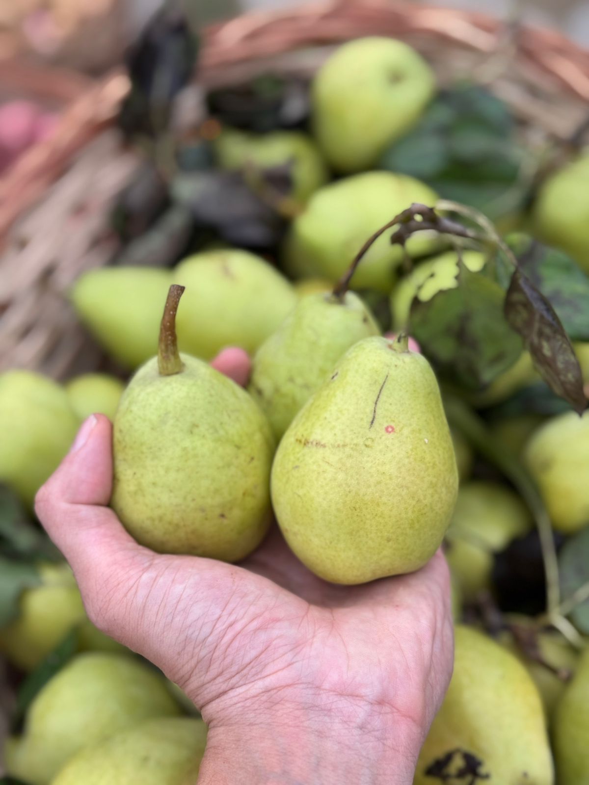 Pear | Gola Nakh Pear (Himachal Pradesh) - Organically Grown