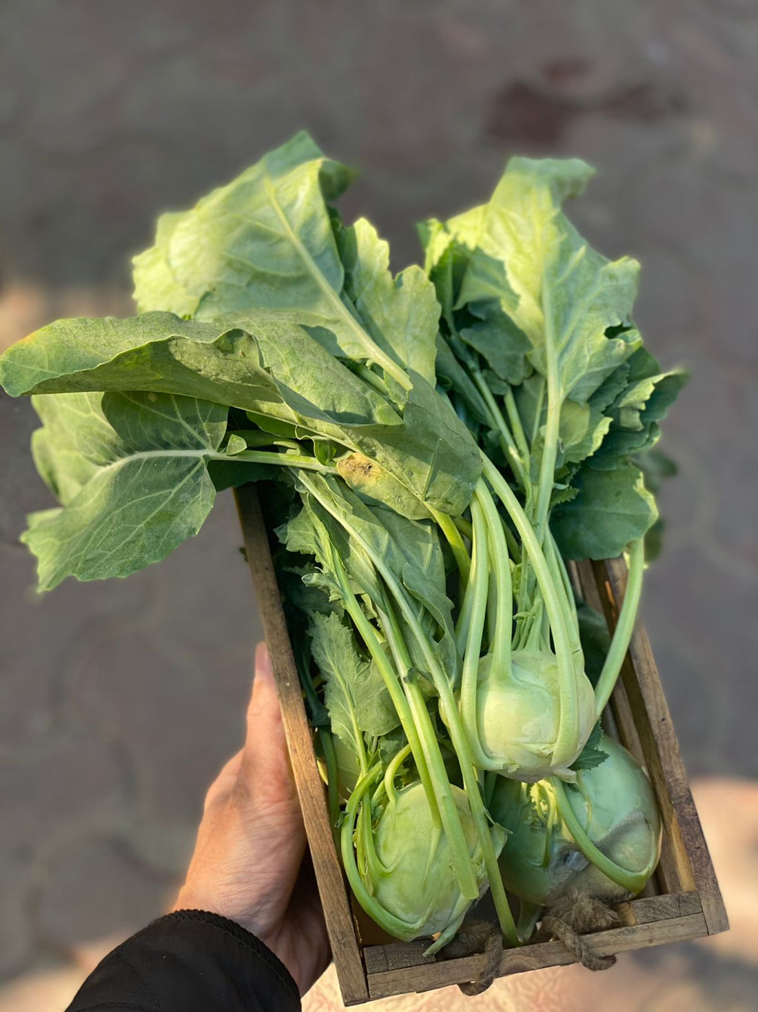 Gaanth Gobi (Knol Khol) | Sonipat & Poanta Sahib - High In Fiber & Vitamin C - Certified Organic