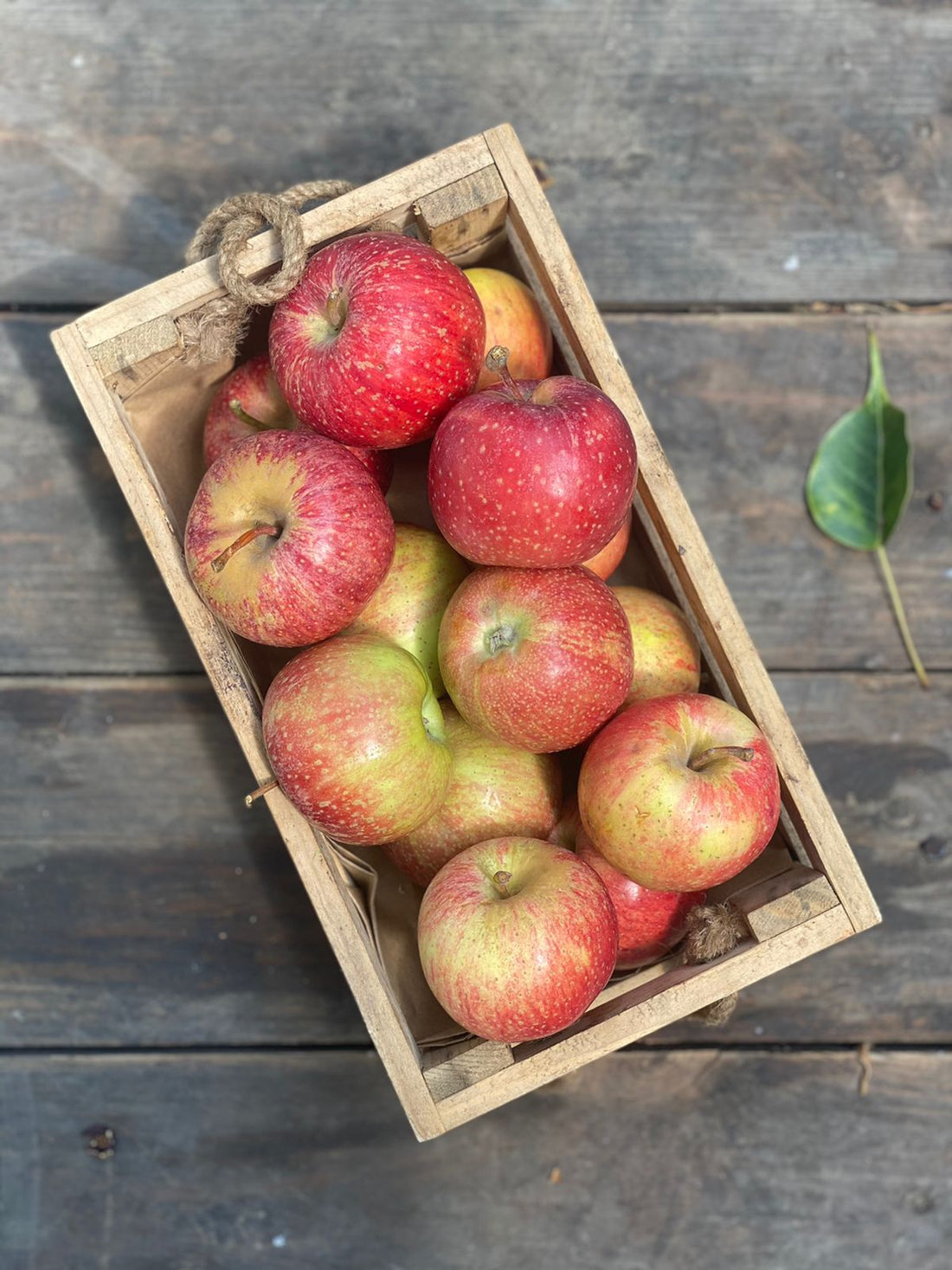 Apples | Gala (Karsog, Himachal Pradesh) - No Wax - Strengthen Lungs, Manage Diabetes, Promotes Bone Health - Certified Organic