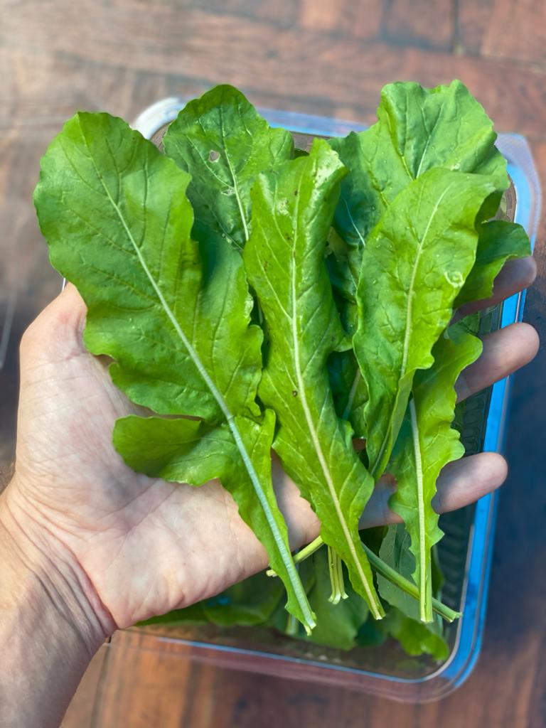Garden Arugula | (Narkanda, Himachal Pradesh) - Organically grown - 1 Box
