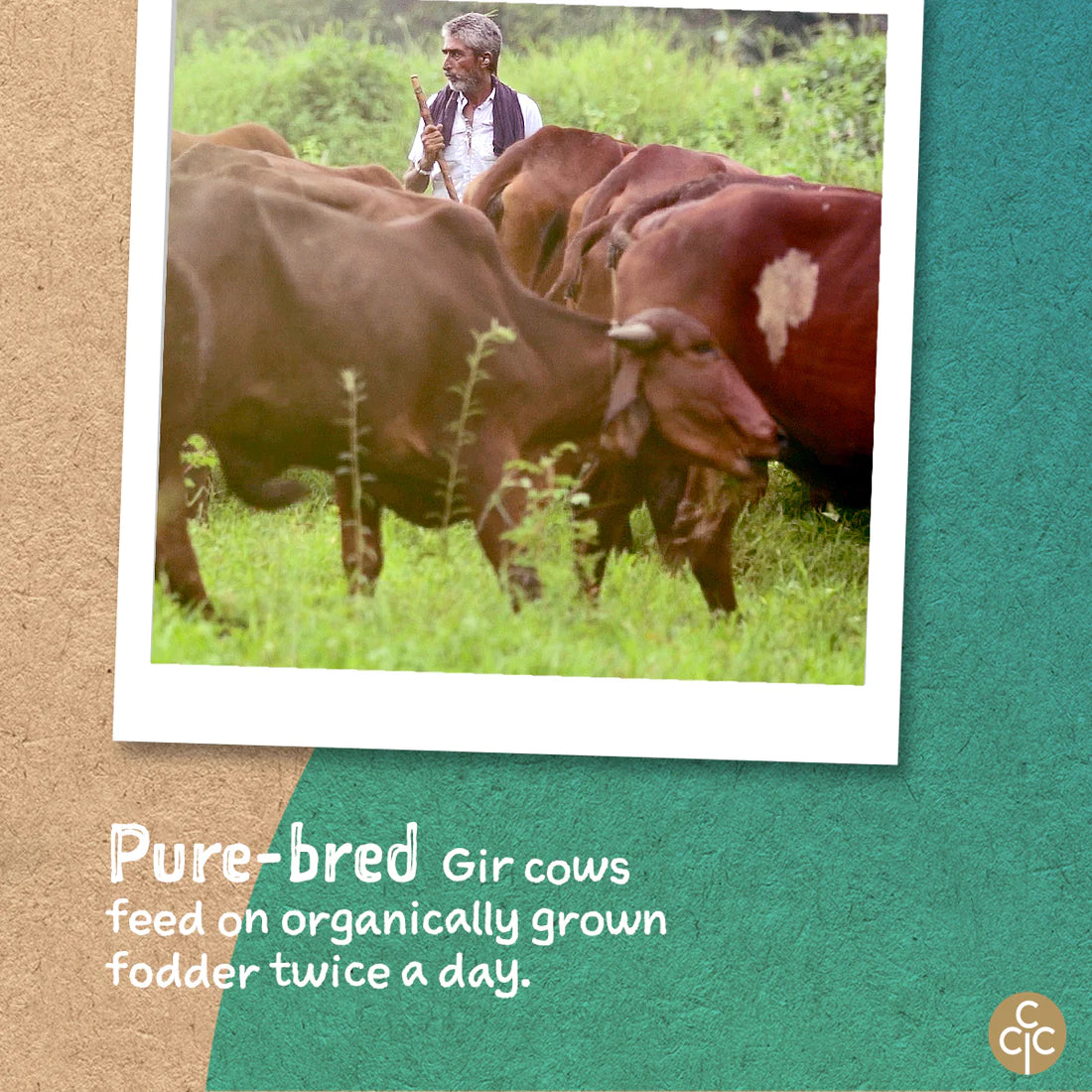 Ghee | A2 Gir Cow Ghee (Bilona Preparation) – Conscious Food – 600ml