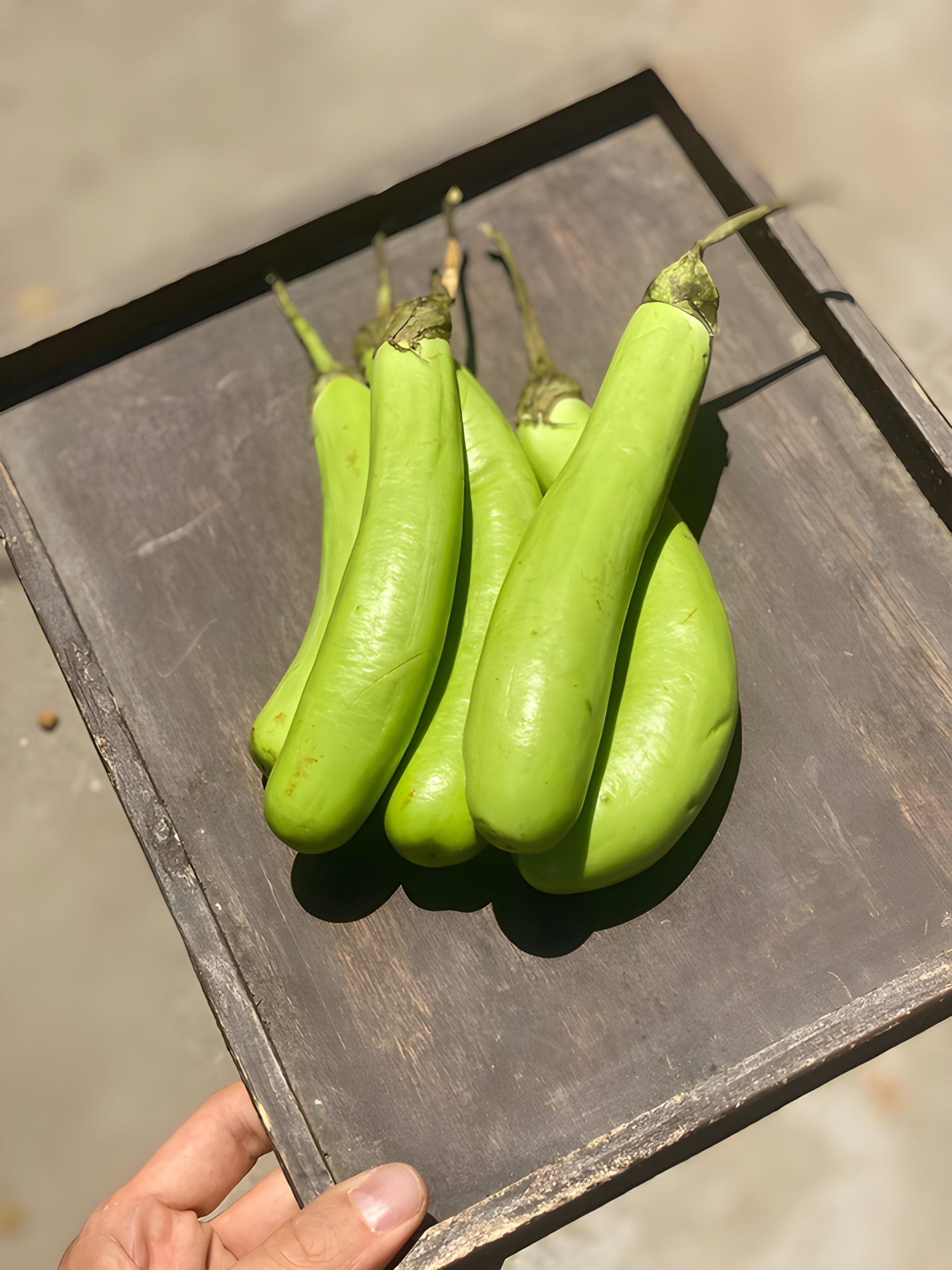 Green Egg Plant | (Haryana) - Certified Organic