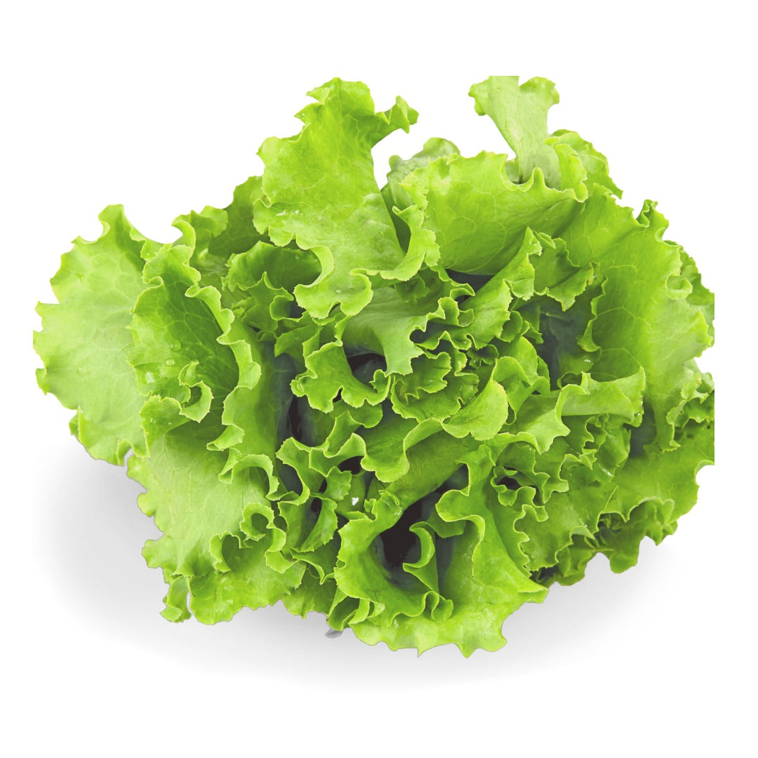 Green Lettuce | (Sonipat) - Certified Organic