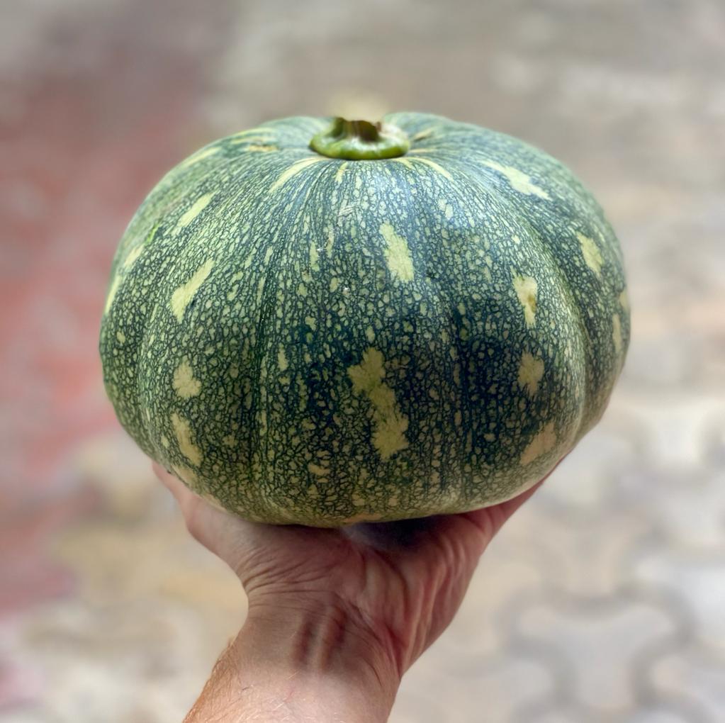 Green Pumpkin | (Sonipat) – Rich In Vitamins A, B1, B6, and C – Certified Organic