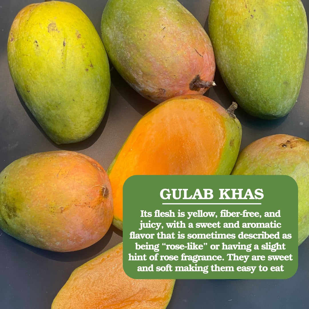 Mango | Gulab Khas Mango (Madhubani, District Bihar) - Naturally Ripened & Carbide Free - Organically Grown