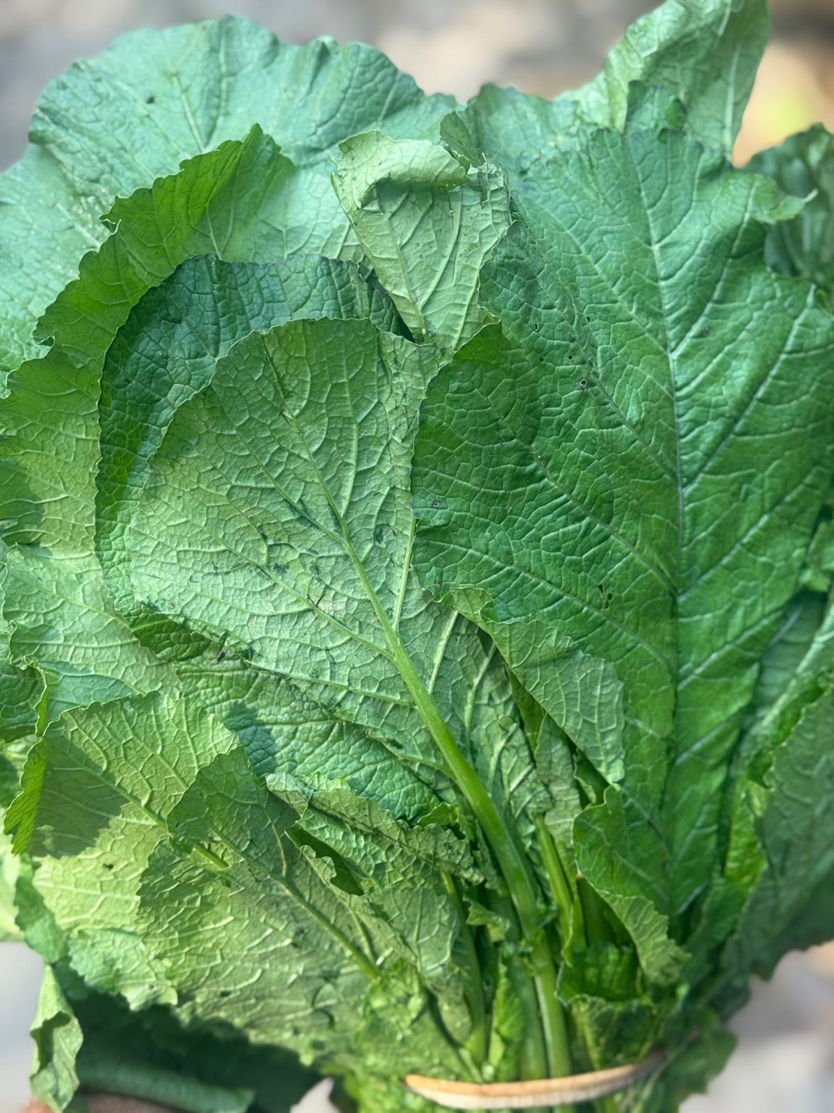 Haak (Collard Greens) | Paonta Sahib - Prevents Cancer, Improves Eye Health, Boosts Gut Health - Organically Grown - 500gm