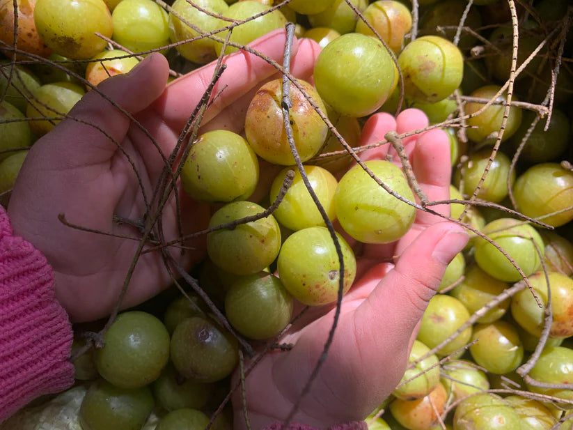 Himalayan Gooseberry Seasoning - Pahadi Amla, Sendha Namak, Ajwain - Natural - Indian - Rich in Vitamin C - Bugyaal - 80gm