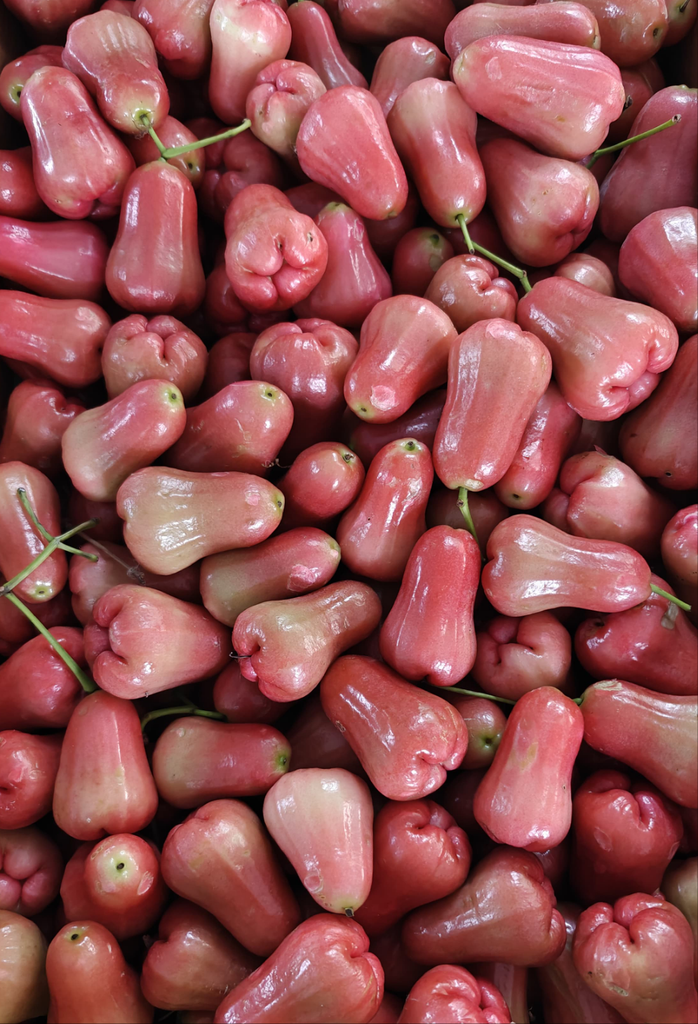 Rose Apple | Wild (Coimbatore) - 500gm