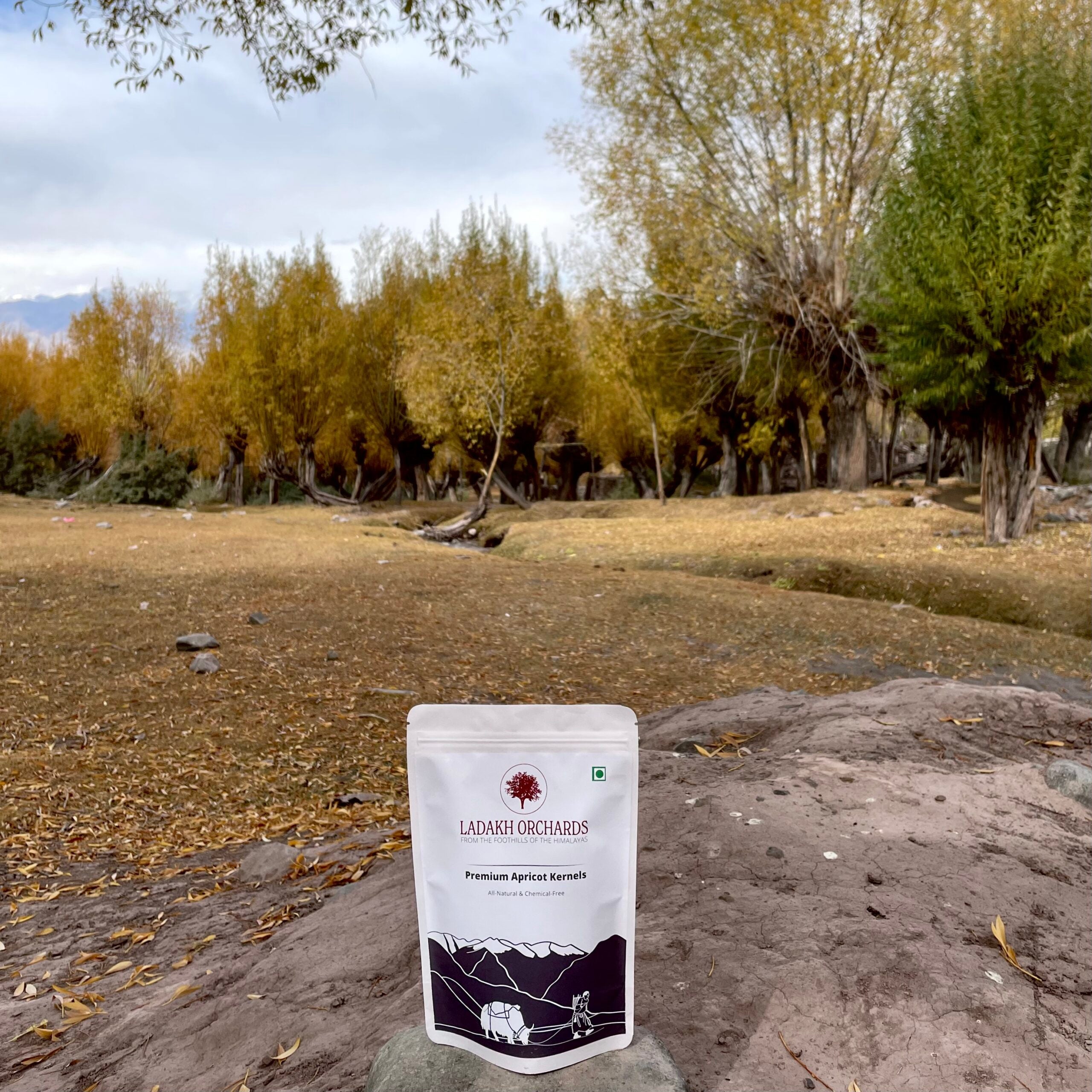 Apricots | Premium Apricot Kernels - From The Foothills Of The Himalayas - Sun Dried - All Natural & Chemical Free - Ladakh Orchards - 500gm