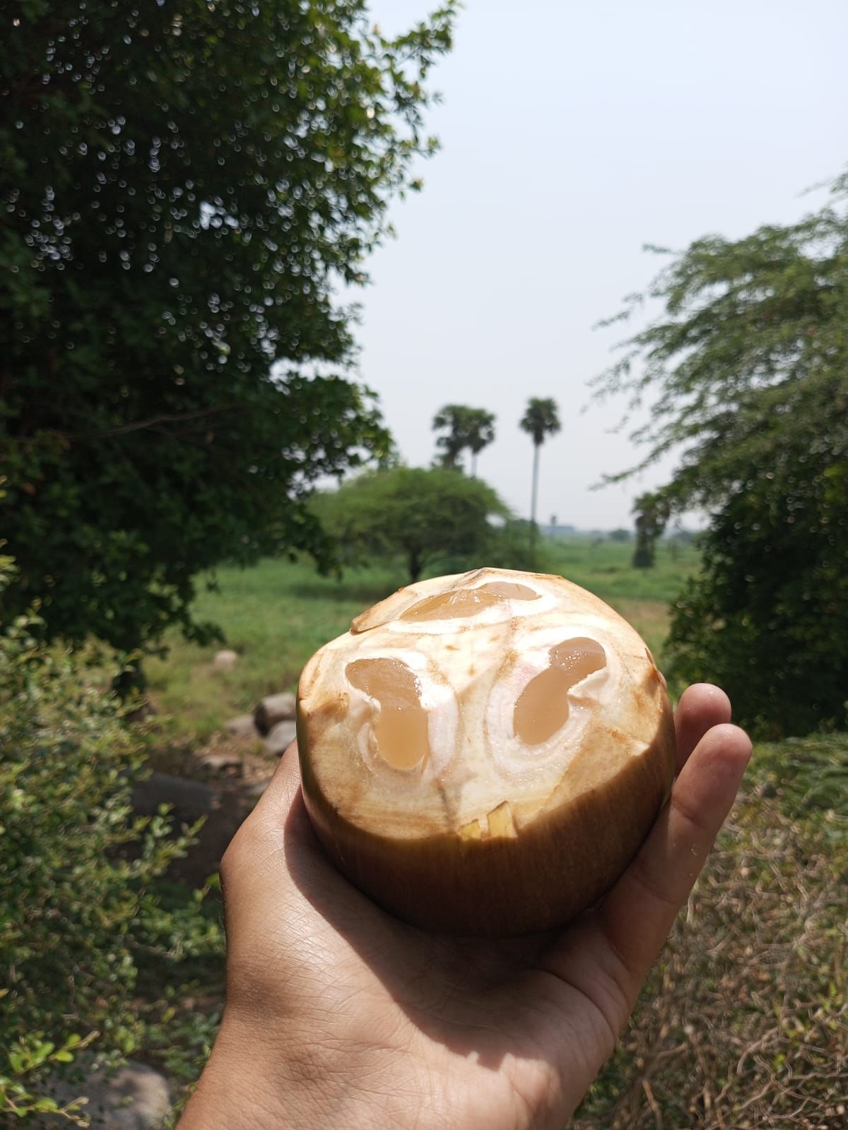 Fresh Ice Apple (Tadgola) - Cut From Top - Set Of 5 Piece