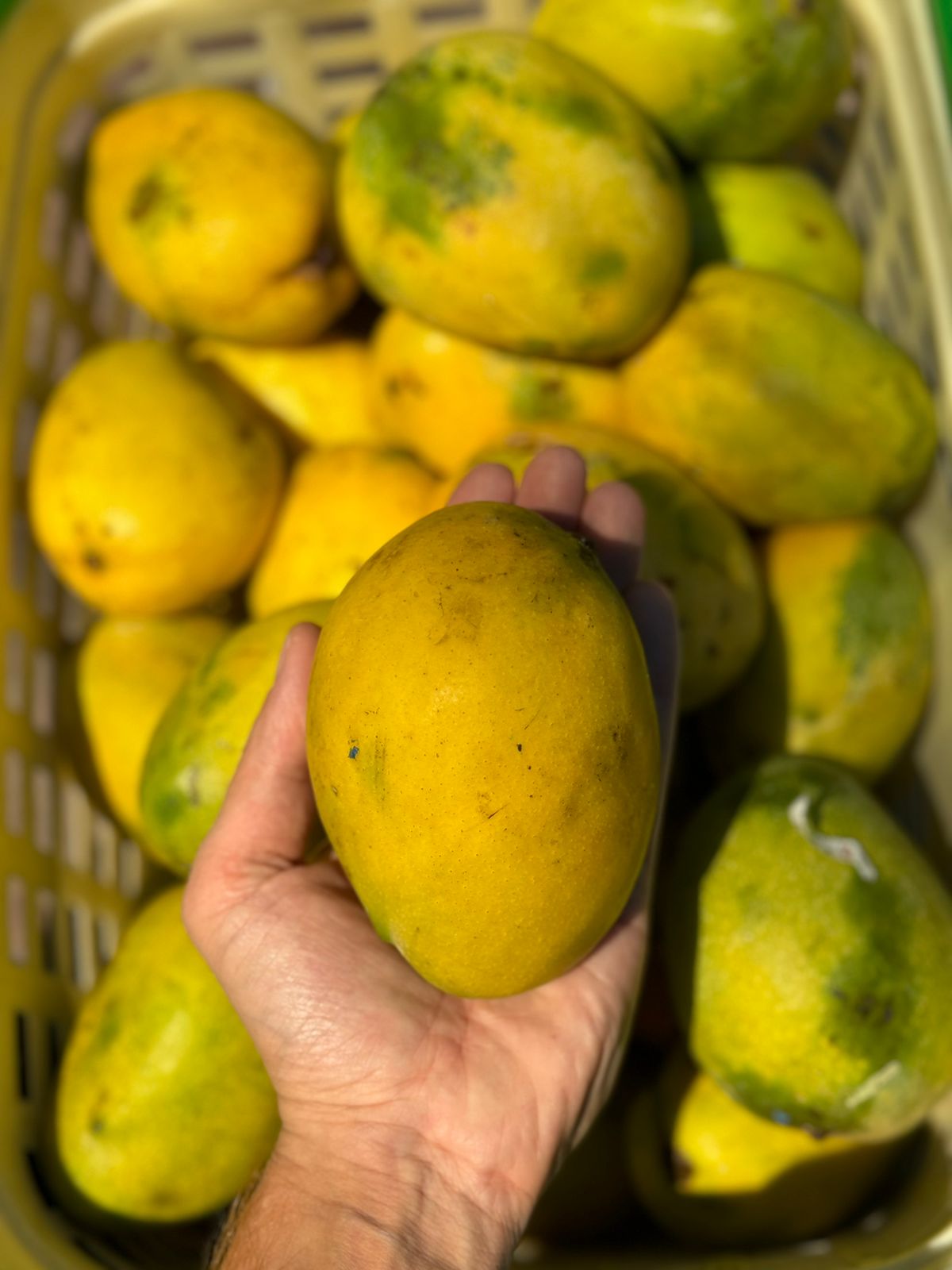Mango | Imam Pasand Mango (Hamam) - Organically Grown - Carbide Free & Naturally Ripened