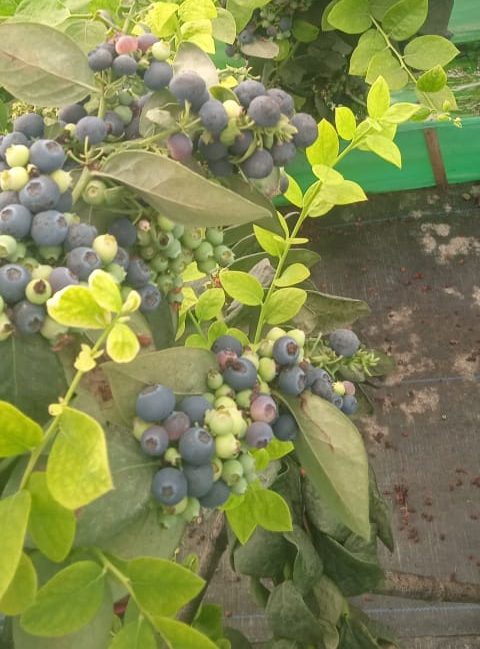 Indian Blueberry | (Karnataka) – Low In Calories, Rich In Vitamin C & Vitamin K – Naturally Grown - 125gm