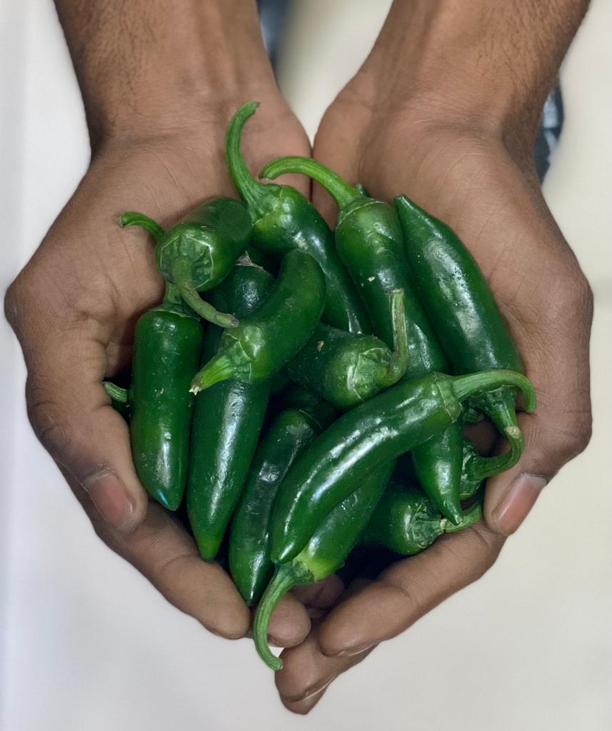 Fresh Indian Green Jalapenos - Organically Grown