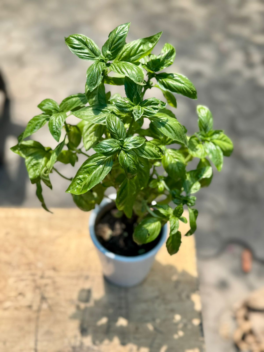 Italian Basil Pot