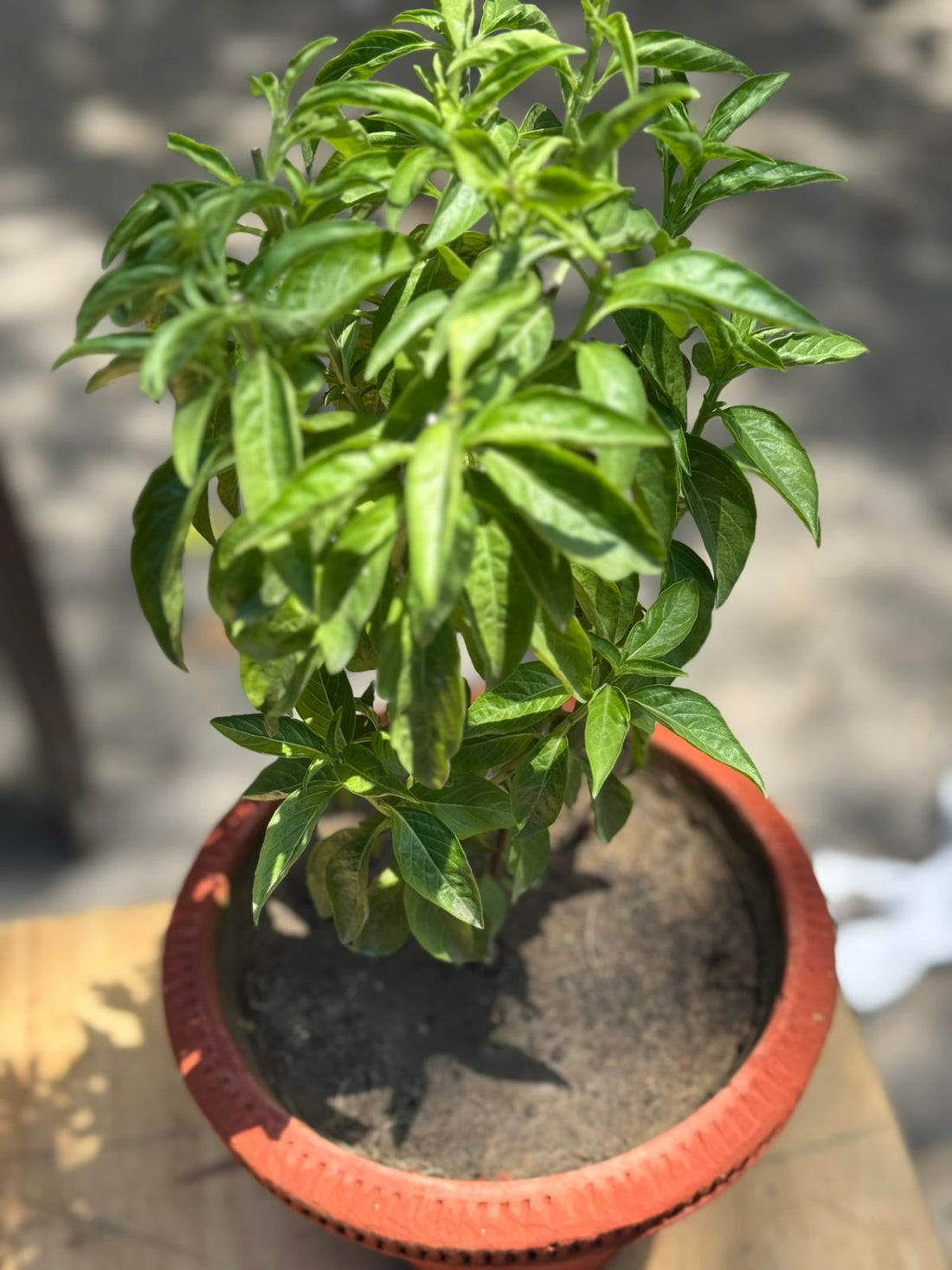 Italian Basil Pot