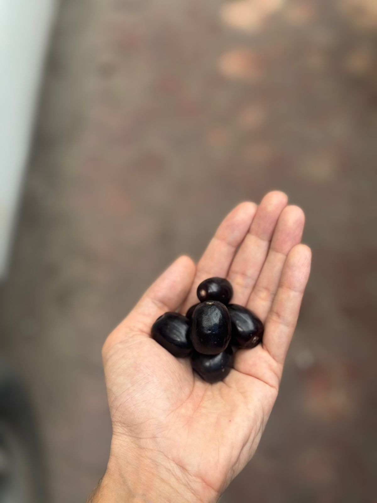 Jamun | (Pushkar) - Natural Farming