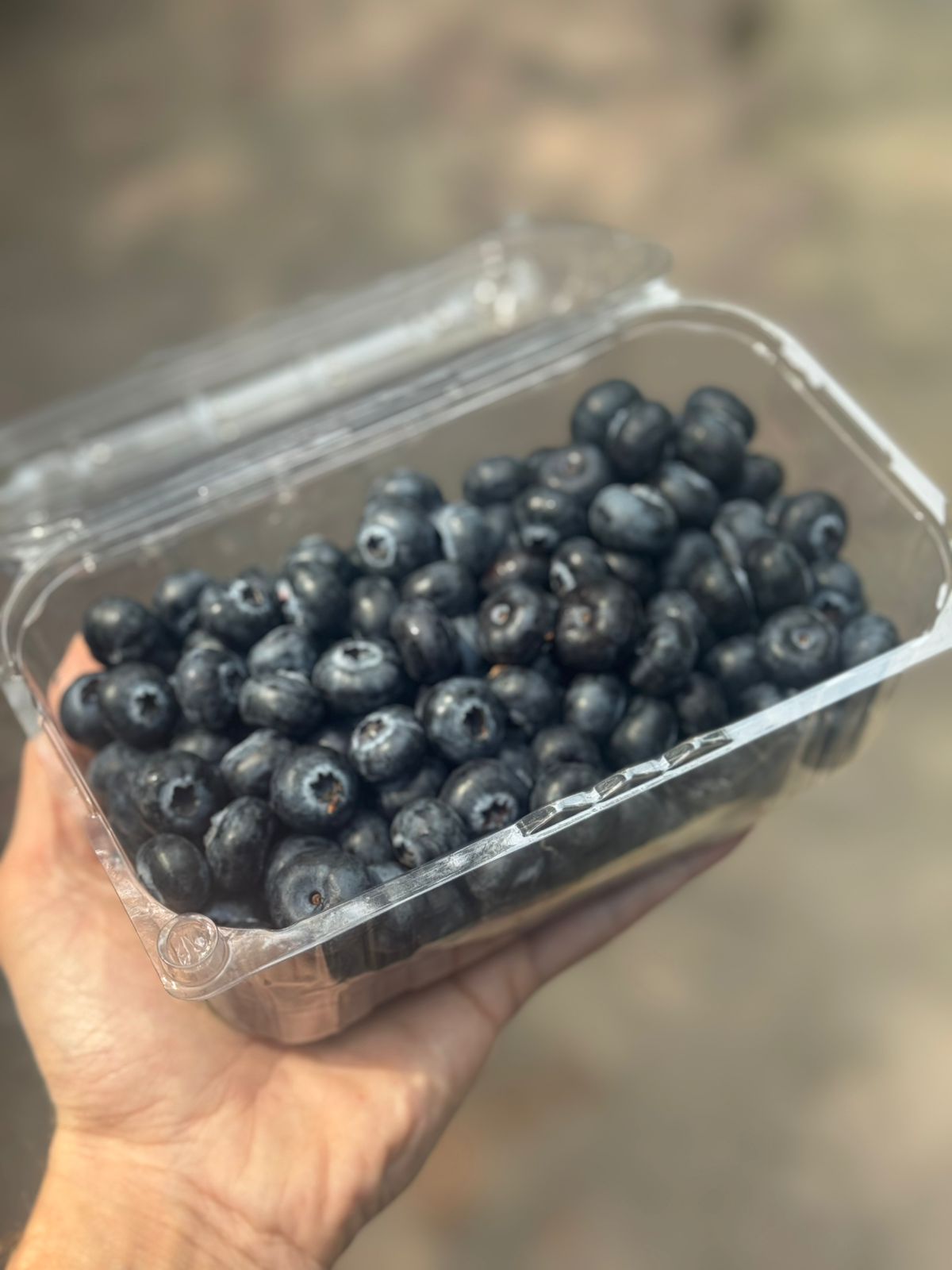Blueberry | Jumbo Family Indian Blueberry – Low In Calories, Rich In Vitamin C & Vitamin K- Chhindwara, Madhya Pradesh – Naturally Grown - 500gm (Per Box)