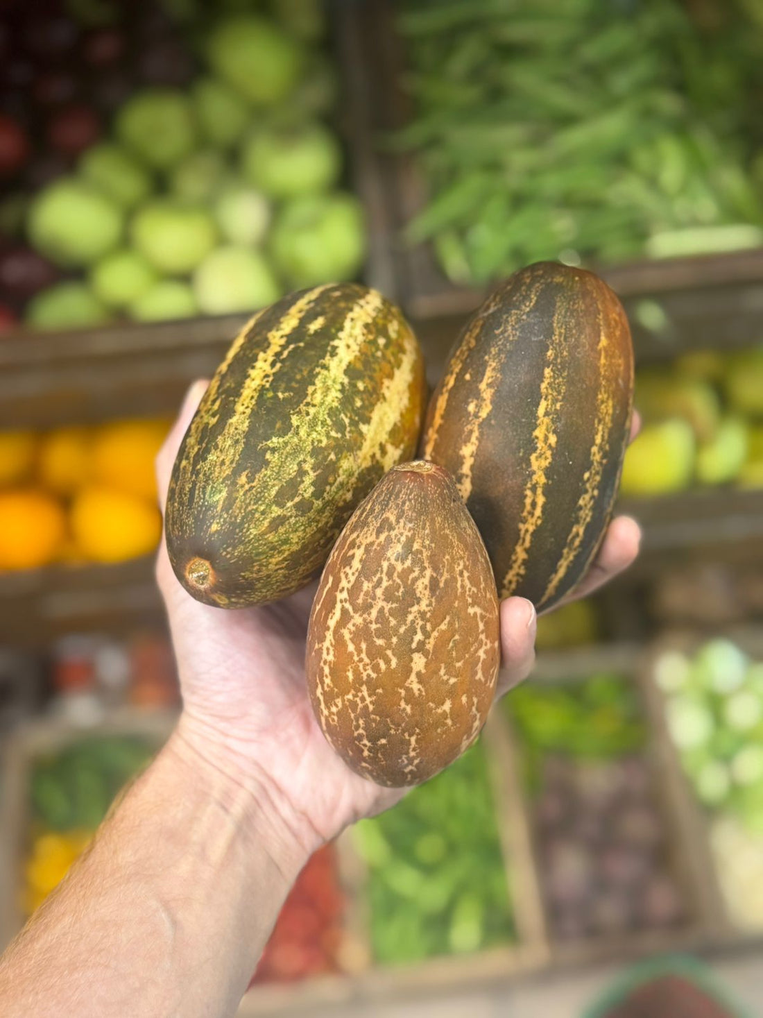 Kachri | Natural Farming (Rajasthan)