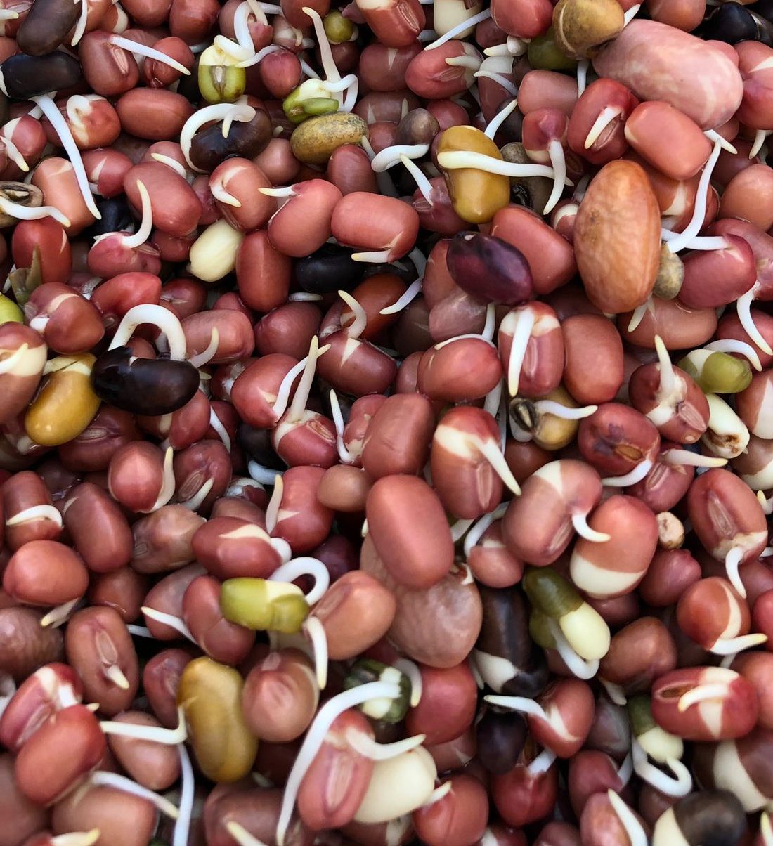 Kashmiri Red Moong Sprouts - 175gm