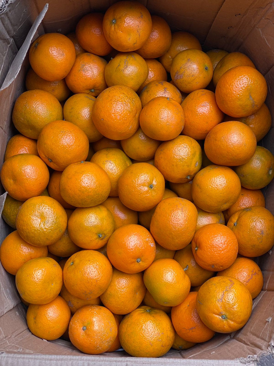 Kinnow (Ganganagar) - Organically Grown