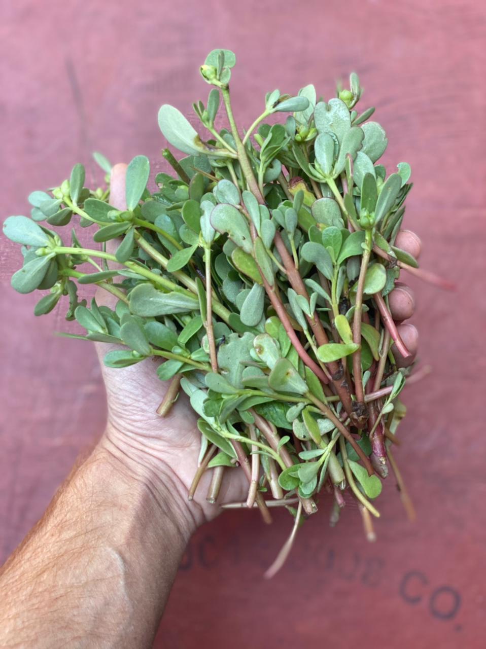 Kulfa Saag | (Paonta Sahib) – Organically Grown