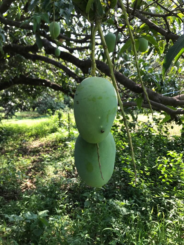 Mango | Langra Mango – Badshahi Bagh (Saharanpur) – Carbide Free & Naturally Ripened – Certified Organic