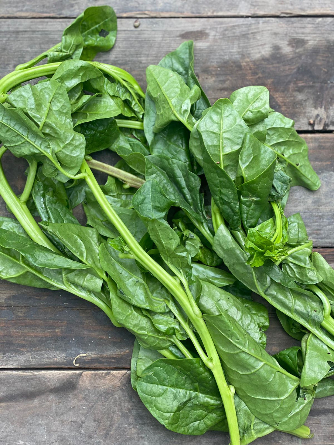 Poi Saag | (Malabar Spinach) – Organically Grown
