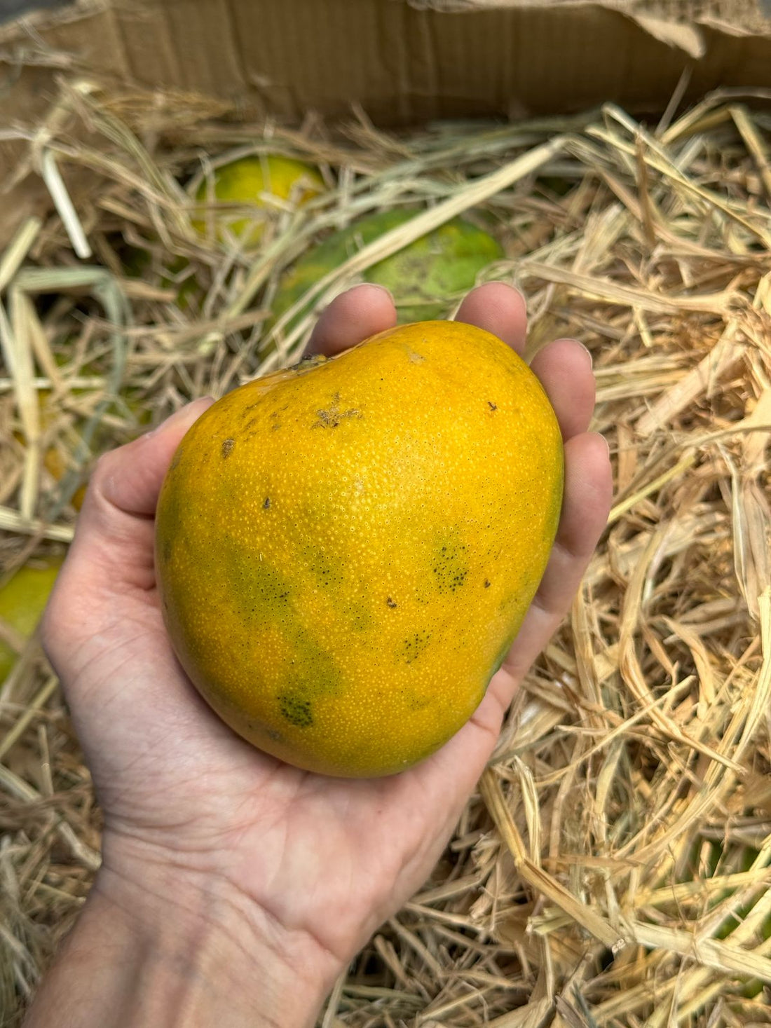 Mango | Malgova Mango-Karnataka - Carbide Free & Naturally Ripened-Organically Grown