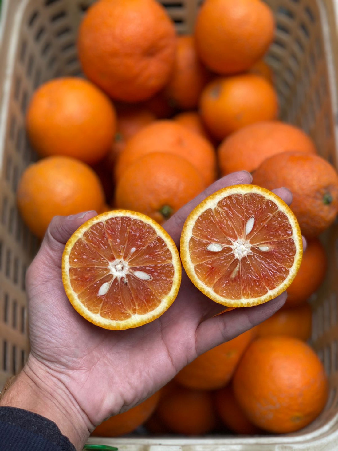Malta | Orange (Uttarakhand) - Rich In Vitamin C, Vitamin B, Calcium, Potassium, Phosphorus & Fat Free Calories - Organically Grown