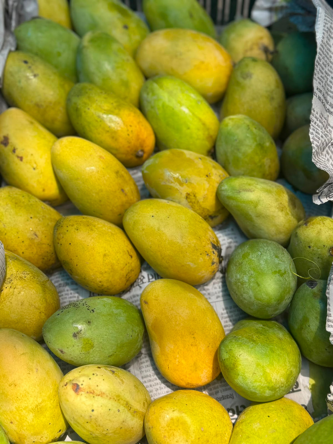 Mango | Jardalu - Naturally Grown -Bihar -Certified Organic - Pesticide-Free & Naturally Ripened