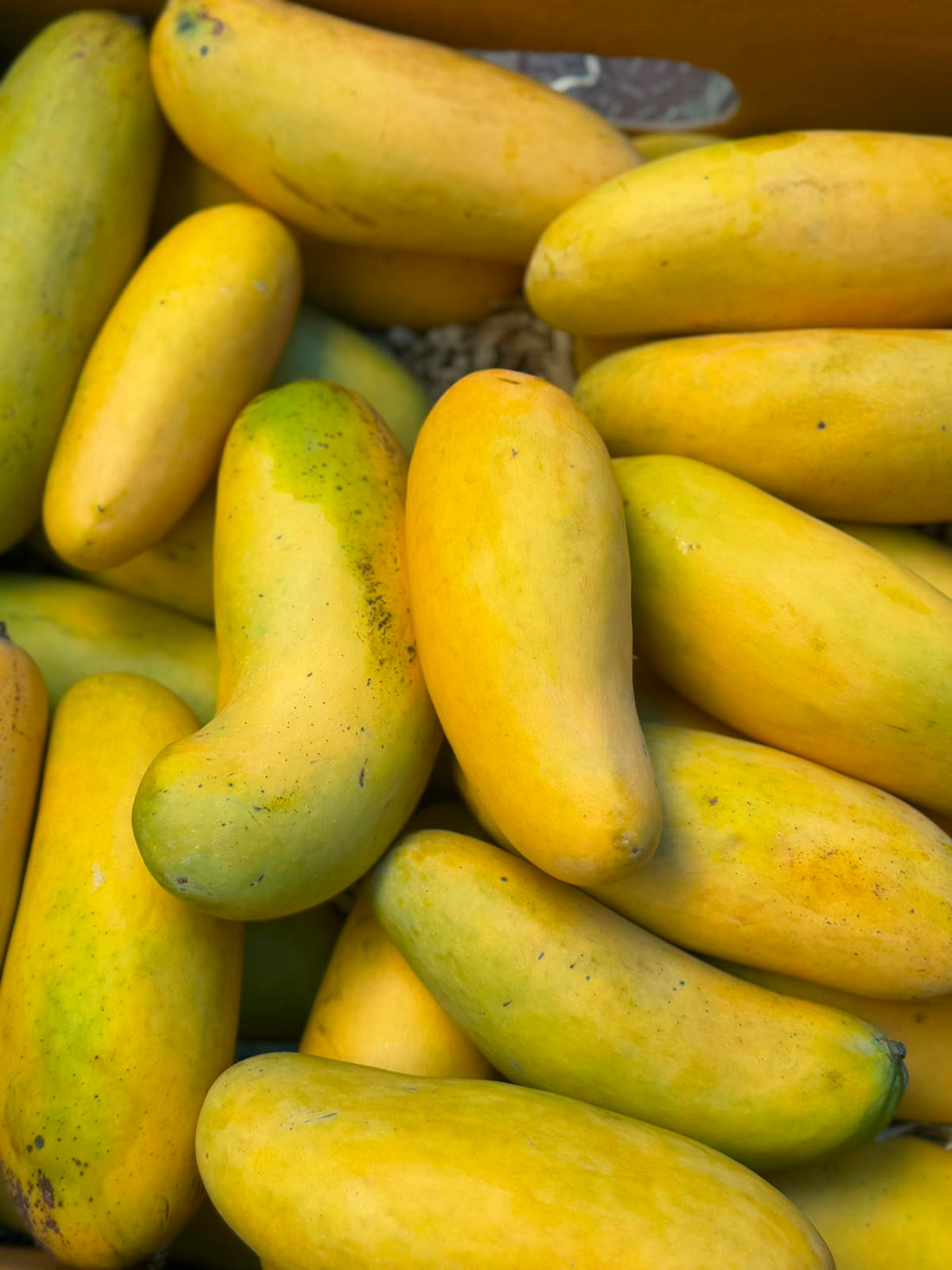 Mango | Banana Mangoes (Saharanpur, Uttar Pradesh)- Organically Grown - Pesticide-Free & Naturally Ripened-Carbide Free