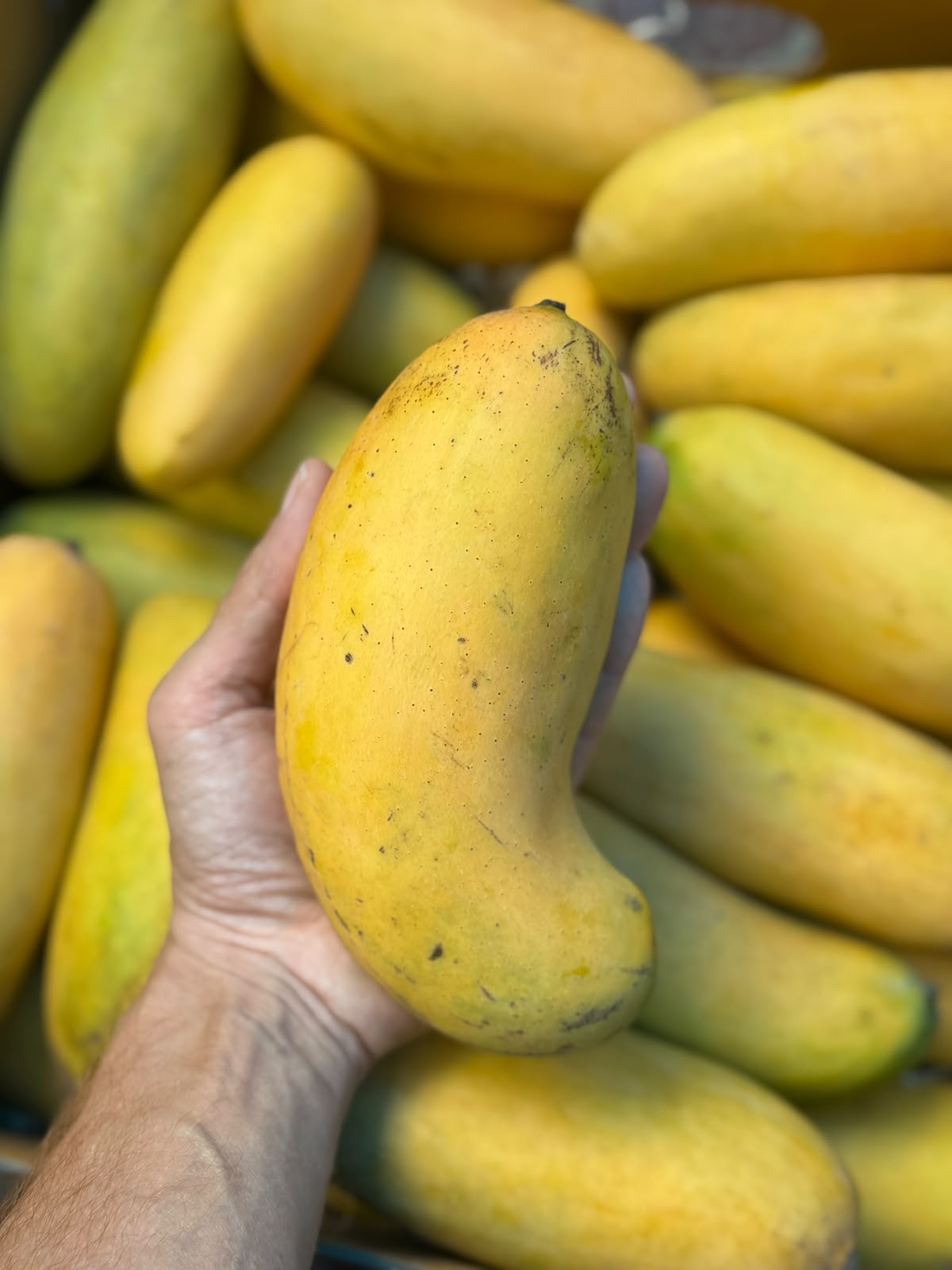 Mango | Banana Mangoes (Saharanpur, Uttar Pradesh)- Organically Grown - Pesticide-Free & Naturally Ripened-Carbide Free