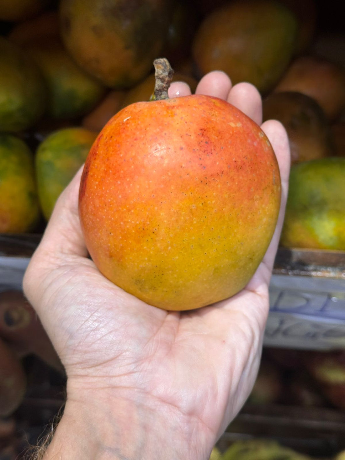 Mango | Kotturkonam Mango - Organically Grown - Carbide Free & Naturally Ripened
