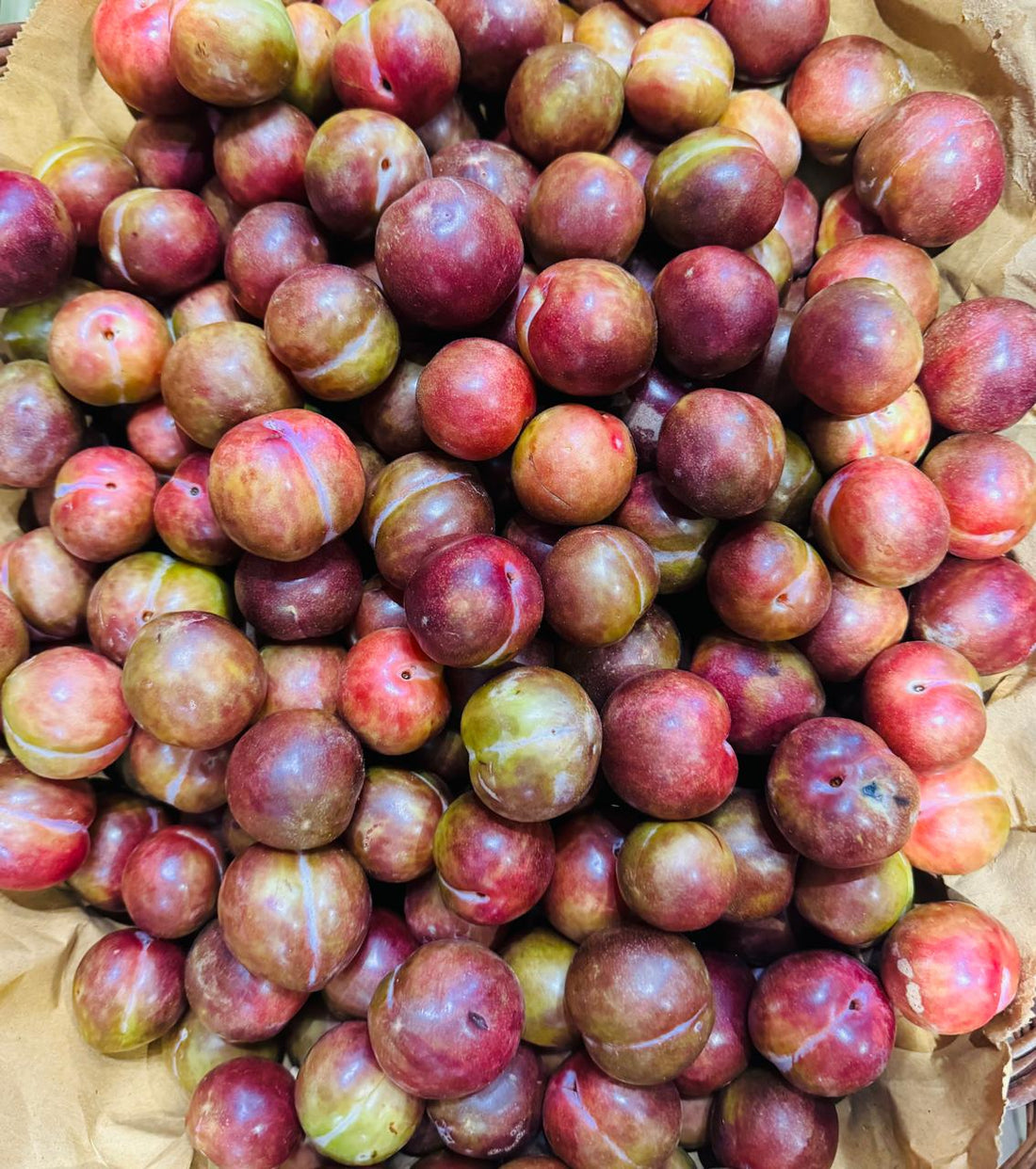 Plum | Mariposa Plum