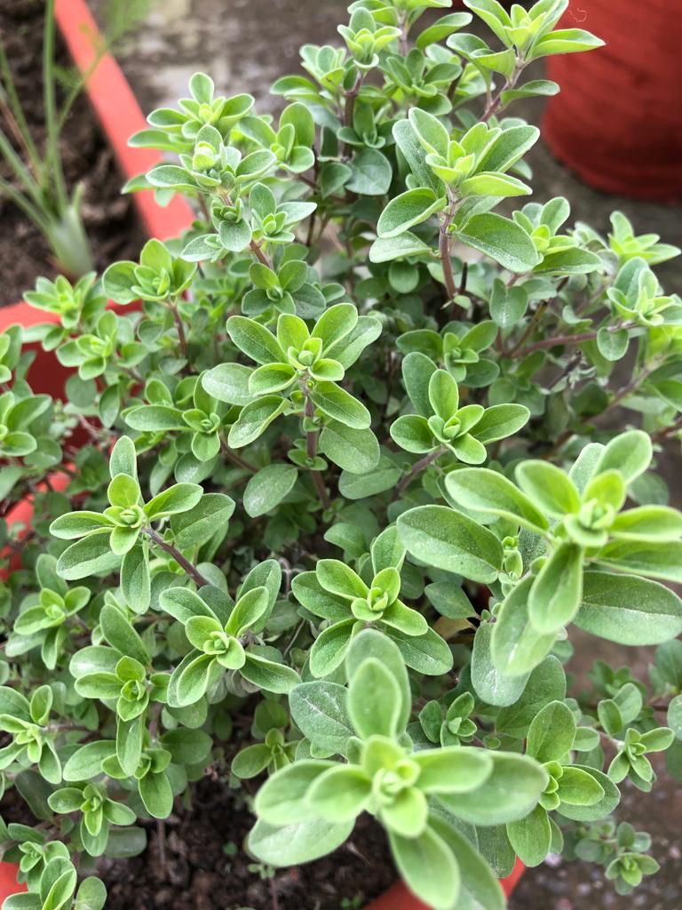 Fresh Marjoram - 10gm