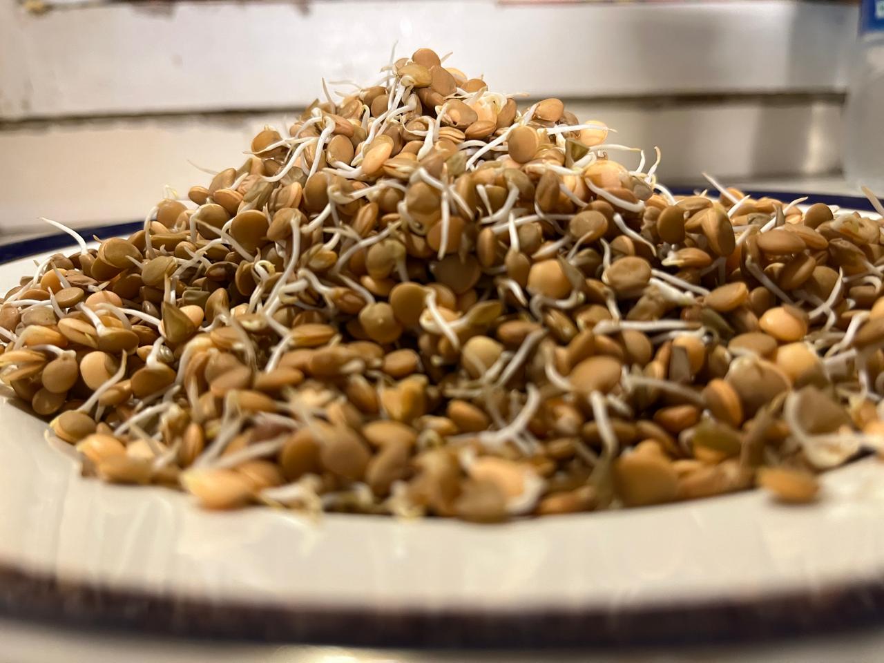Sprouts | Masoor Lentil Sprouts - Nutrient-Rich Whole Brown Lentil Sprouts- High Protein & Fiber- 150gm