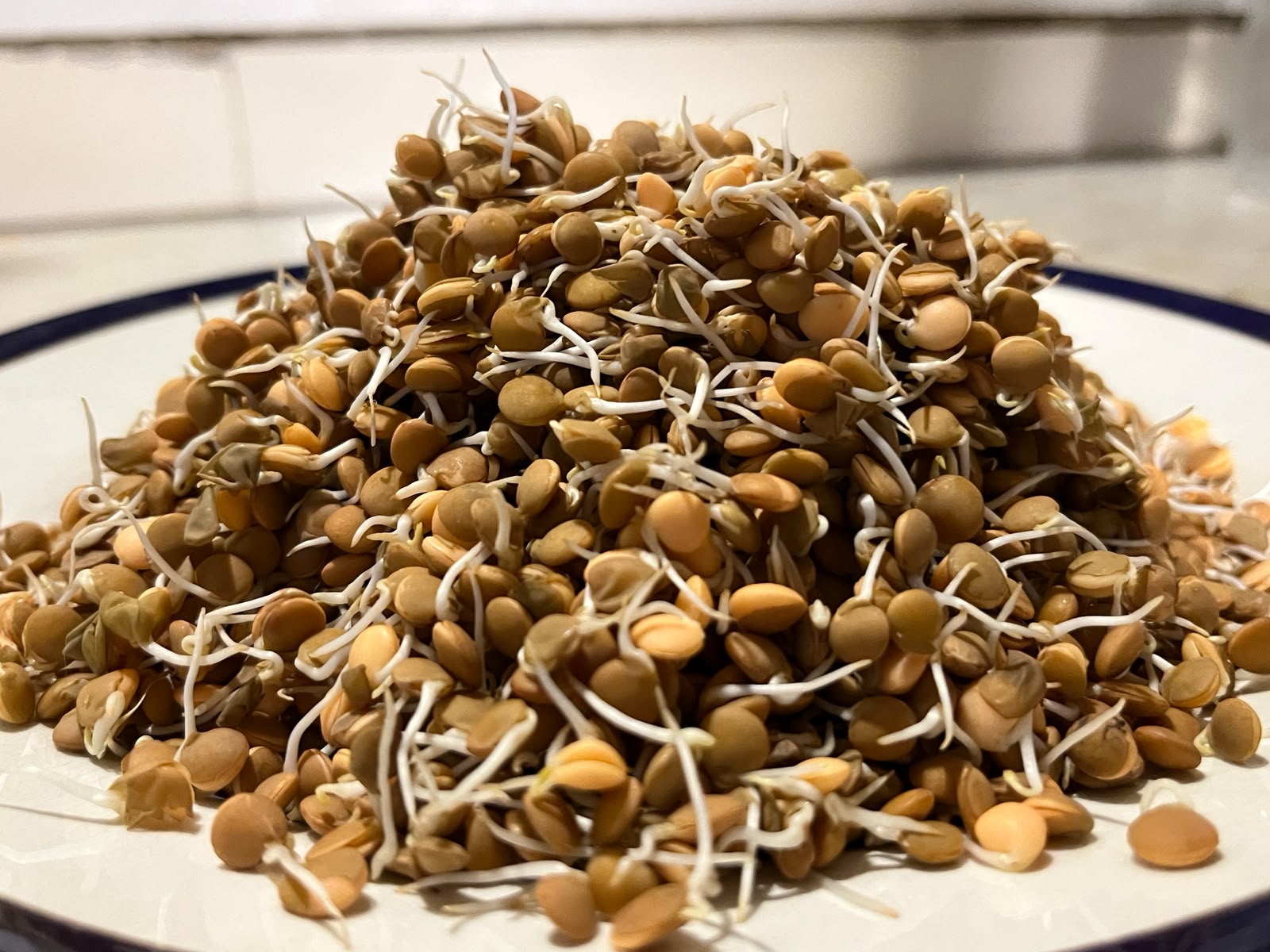 Sprouts | Masoor Lentil Sprouts - Nutrient-Rich Whole Brown Lentil Sprouts- High Protein & Fiber- 150gm