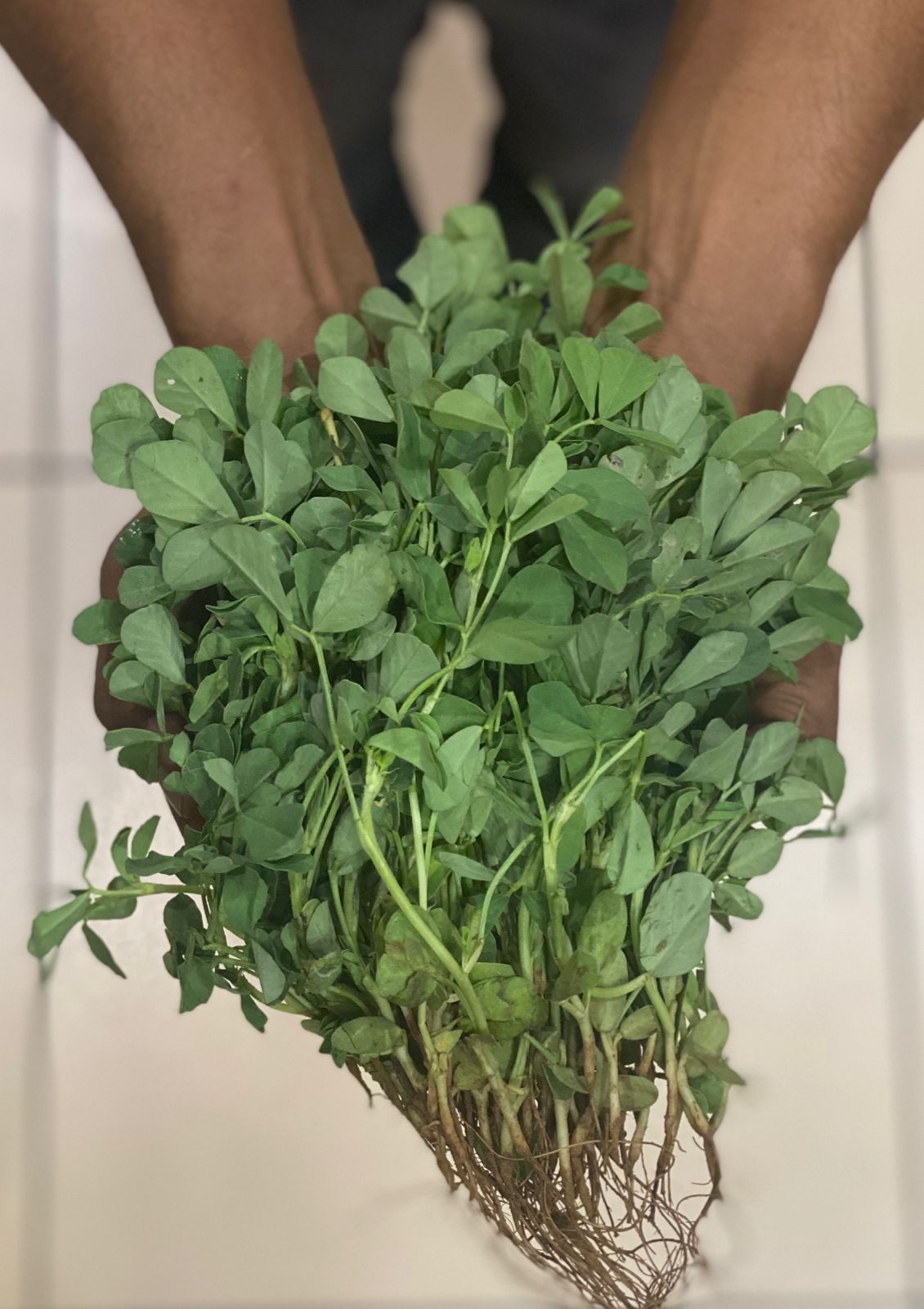 Methi (Fenugreek Leaves) (Paonta Sahib) - Rich Source Of Calcium, Magnesium & Vitamin D - Certified Organic