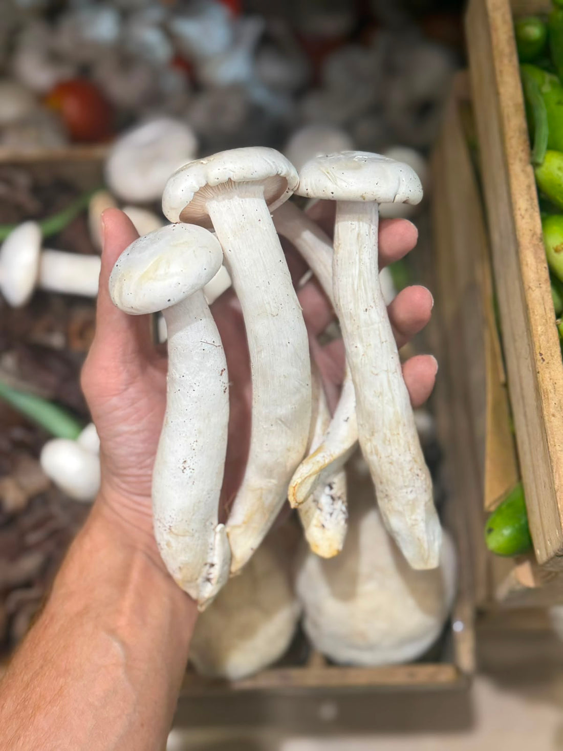 Mushrooms | Milky Mushrooms (Calocybe Indica) -Organically Grown Dudhiya Mushrooms - Fresh, Pesticide-Free & Meaty Summer Mushrooms