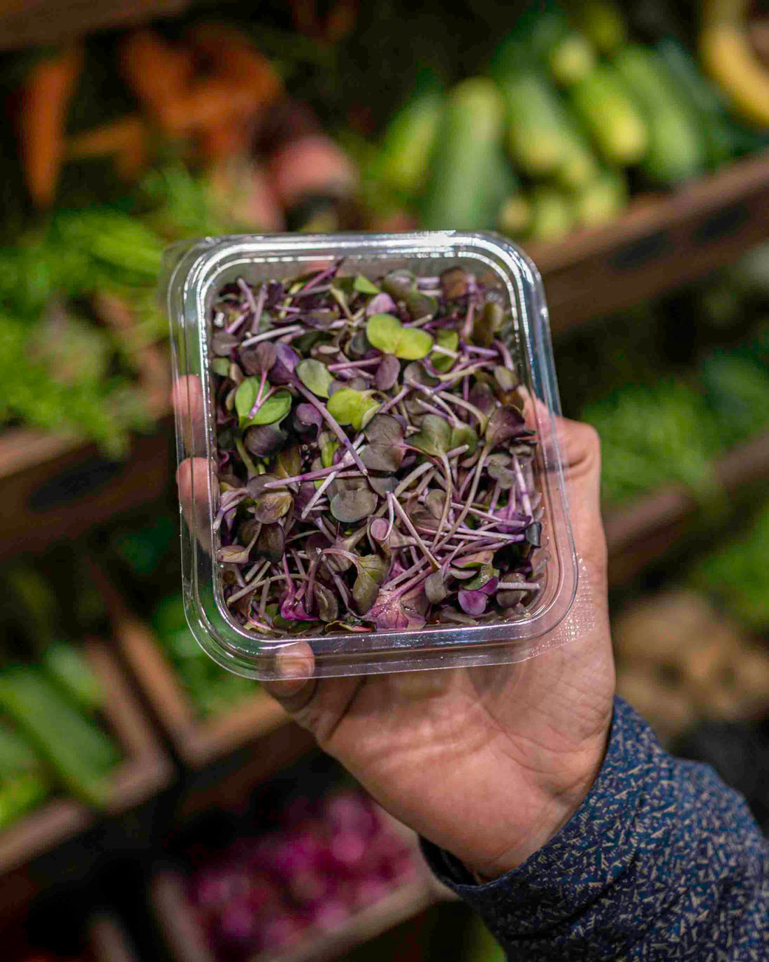 Mini Microgreen Mix - Box