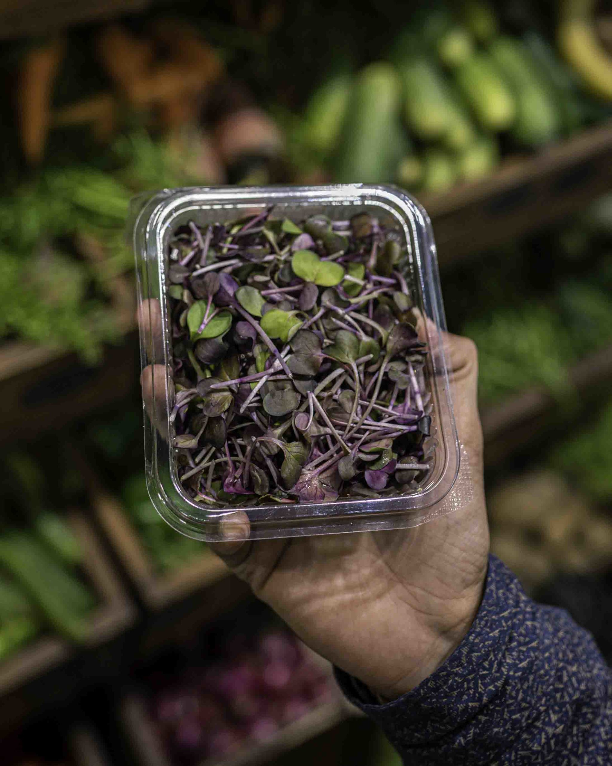 Mini Microgreen Mix - Box