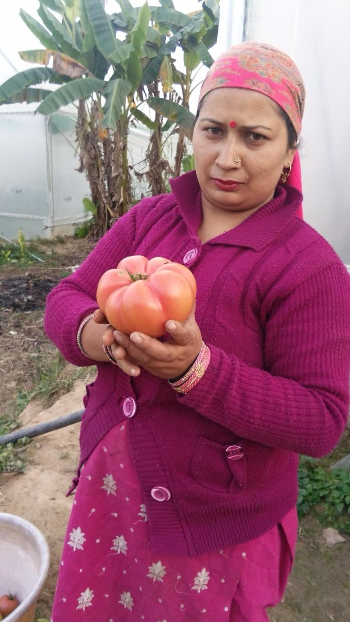 Momotaro Tomato | (Himachal Pradesh) - Organically Grown